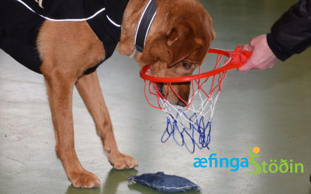 Verklegt námskeið: Íhlutun með aðstoð hunds, 5.-6. maí 2024