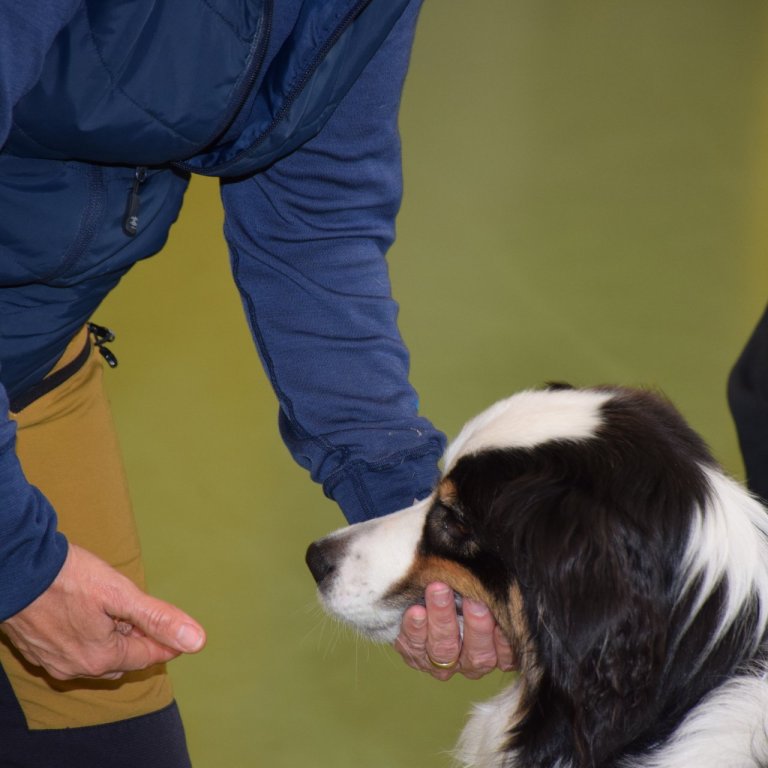 Fullsetið á námskeiðinu Íhlutun með aðstoð hunds